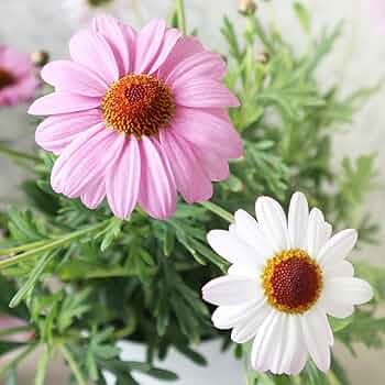 Dejavu・花苗・珍しい初夏咲き・大輪・マーガレット・宿根草 Dejavu様専用・花苗・珍しい初夏咲き・大輪・マーガレット